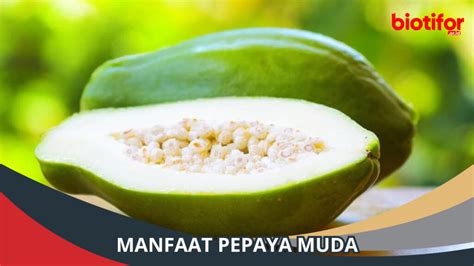 Manfaat Pepaya Muda: Keajaiban Alam yang Menyehatkan - Biotifor