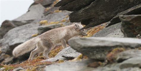 Vulpes lagopus Arctic Fox — Coke Smith Wildlife