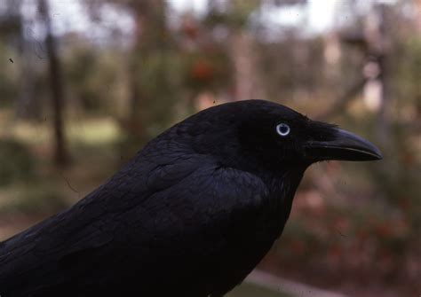 Torresian Crow | BIRDS in BACKYARDS