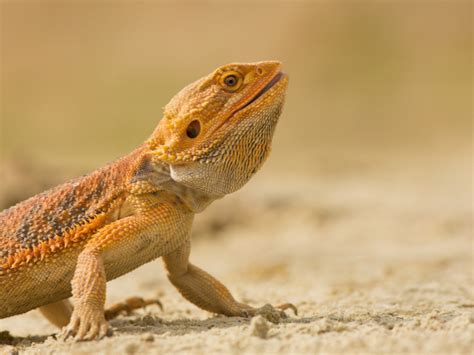 5 Facts About The Bearded Dragon - Reptiles Magazine