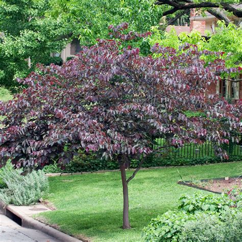 Merlot Redbud - Cercis x 'Merlot' | New Blooms Nursery