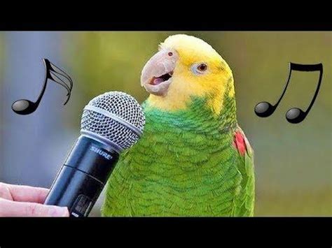 Funny Birds Sing, Dance & Imitate Sounds Video