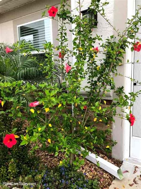 Pruning Hibiscus: How And When To Prune Hibiscus For Best Growth ...