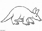 Aardvark Coloring Page sketch template