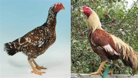 Aseel Chicken Breed – Everything You Need to Know