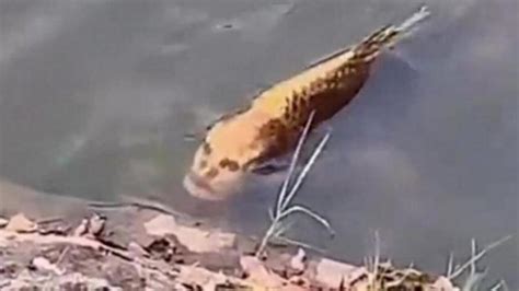 Fact or Fiction: Video shows fish with human-like face?