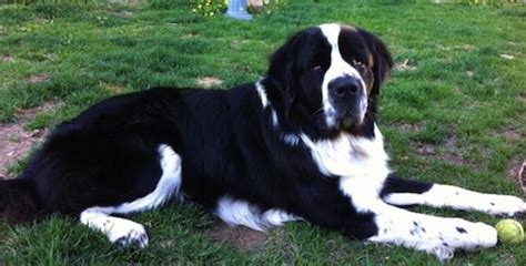 Saint Bernewfie Dog Breed Information and Pictures