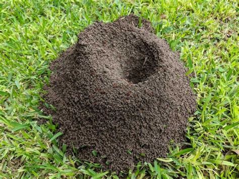 How to kill ants in your lawn? STOP anthills now! – Simplify Gardening Ants In Garden, Garden ...