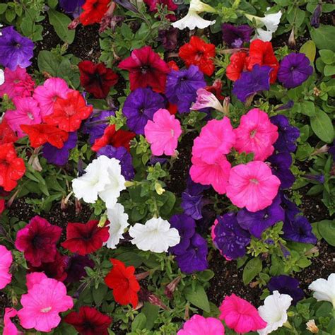 Petunia Seeds | Shop 12 Varieties | Eden Brothers