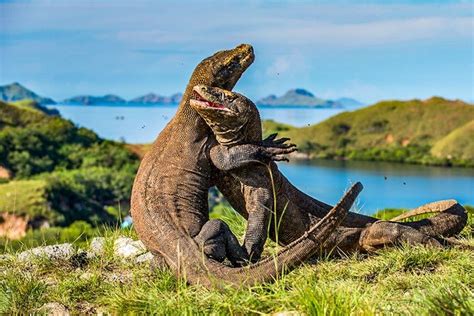 Labuan Bajo and Komodo National Park Ecotourism