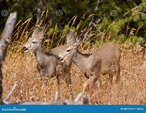 Mule Deer Fawns stock image. Image of nature, fawns, mule - 48875915