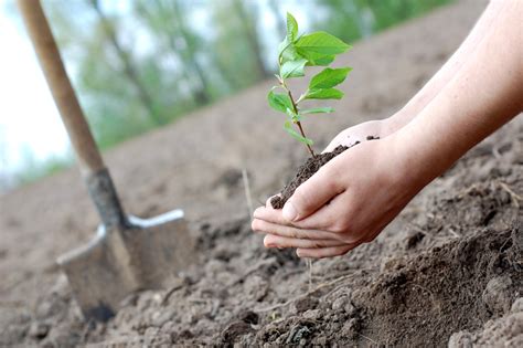 ONE TREE PLANTED - The Good Beginning