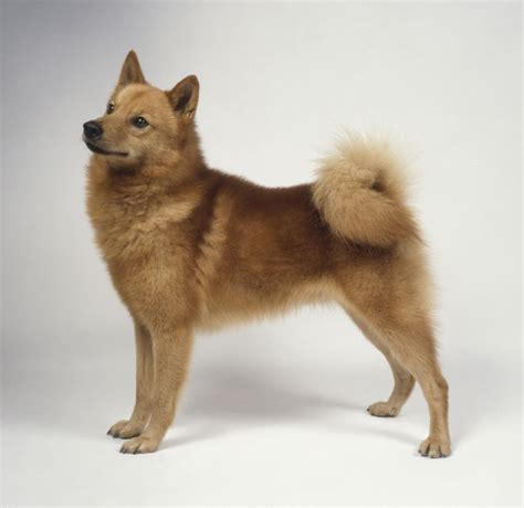 Finnish Spitz | Dog breeds, Spitz dogs, Spitz dog breeds