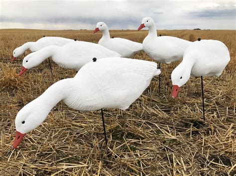 Economy Fullbody Snow Goose Decoys - Bulk Decoy Club