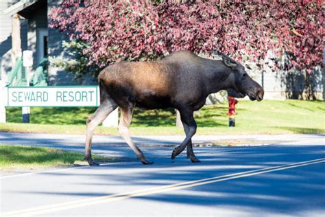 130+ Moose Lodge Photos Stock Photos, Pictures & Royalty-Free Images ...