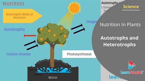 Nutrition In Plants Class 7 Science - Autotrophs and Heterotrophs - YouTube