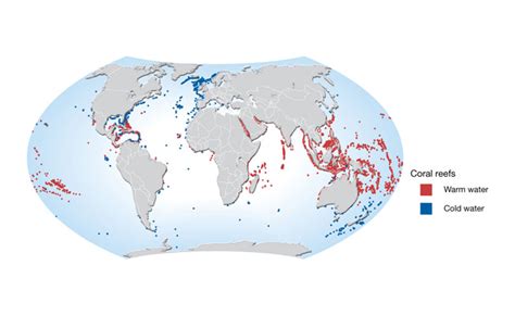 Coral Reefs | Learn Science at Scitable