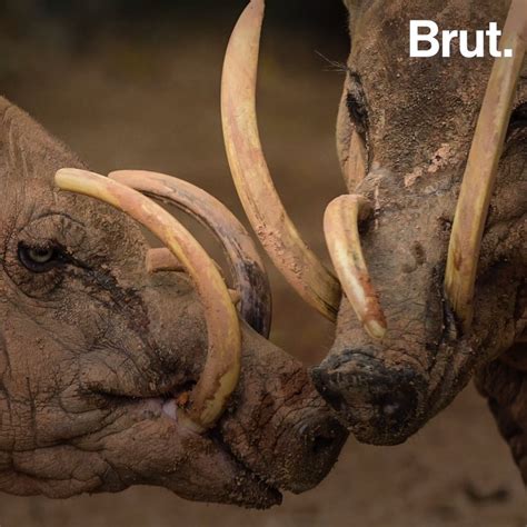 The babirusa, a wild pig from Indonesia | Brut.