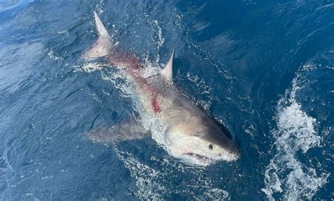 12-year-old catches great white shark while fishing in Florida - ABC News