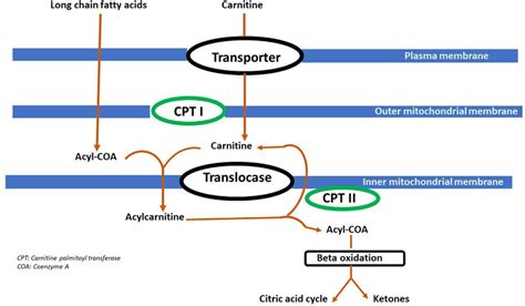 AcyleCarnitine cycle. Showing the Acyl-carnitine cycle with enzymes and... | Download Scientific ...