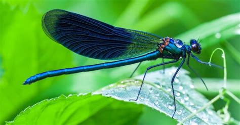 The 10 Largest Dragonflies In The World - A-Z Animals