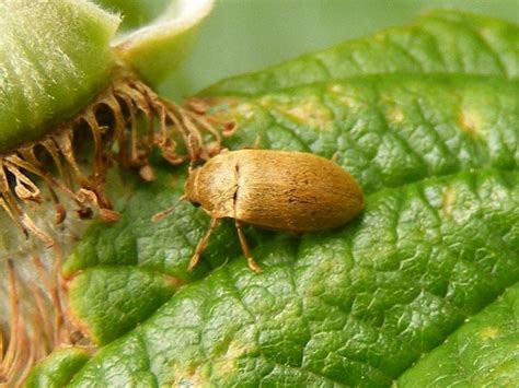 Raspberry Beetle – Identification, Life Cycle, Facts & Pictures