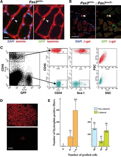 Direct Isolation of Satellite Cells for Skeletal Muscle Regeneration | Science