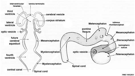 Neural - Hippocampus Development - Embryology