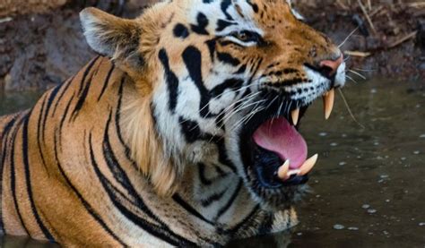 Tadoba Safari Booking | tadoba national park safari booking