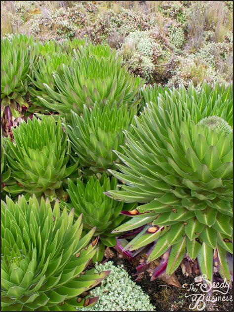 Lobelia deckenii — The Seedy Business