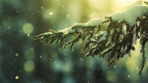 Winter Tree Wallpapers - Wallpaper Cave