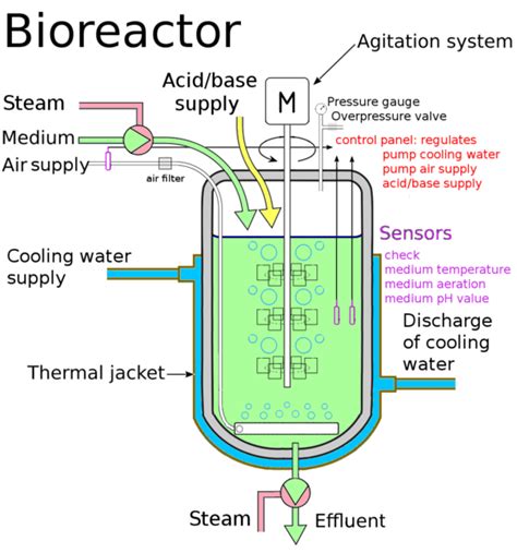 Difference Between Bioreactor and Fermentor - Pediaa.Com