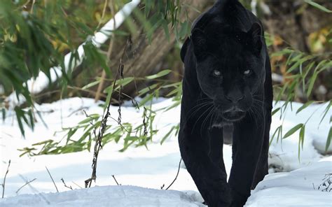 Black Panther Animal Wallpaper