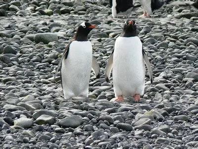 Gentoo Penguin Facts | Gentoo Penguins Diet & Habitat