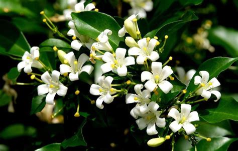 9 Flowering Hedge Plants for Australian Gardens | Ultimate Backyard