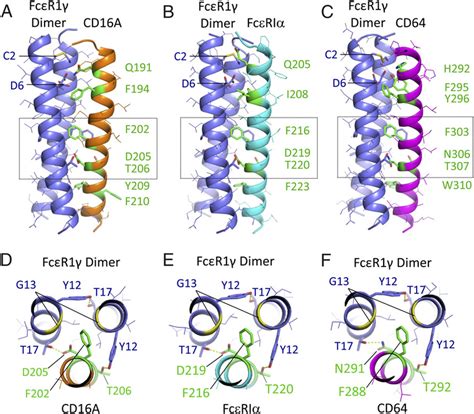 Structural models of CD16A and related Fc receptors assembled with the... | Download Scientific ...