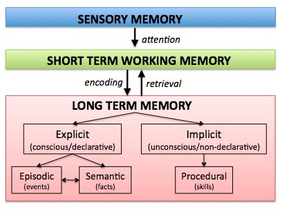 Diagram of Types of Long Term Memory | Quizlet