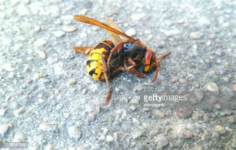 Hornet Bite Photos and Premium High Res Pictures - Getty Images