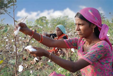 2,900+ Cotton Farming India Stock Photos, Pictures & Royalty-Free Images - iStock