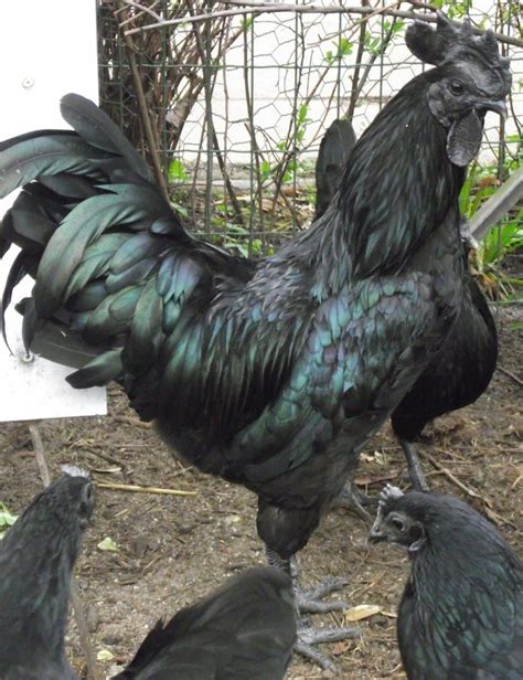 Ayam Cemani | Chickens backyard, Backyard chicken farming, Pet chickens