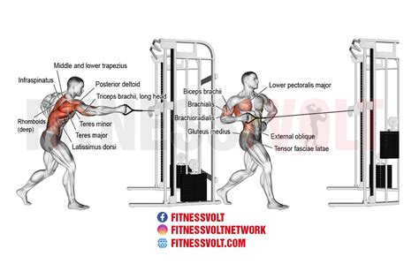 Standing Twisting Cable Row: Strengthen Your Back & Obliques – Fitness Volt