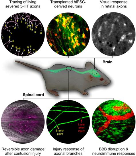 In Vivo Imaging of CNS Injury and Disease | Journal of Neuroscience