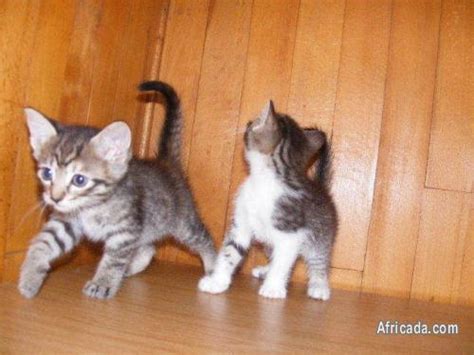 Maine Coon X Siamese Kittens - Western Cape - Photo #2