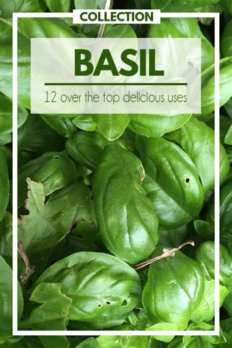 Over the Top Sweet Basil Recipes | Fluster Buster | Basil recipes, Sweet basil, Creamy tomato ...