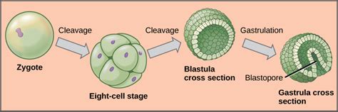 Processes of Animal Reproduction and Development | Biology for Non-Majors II