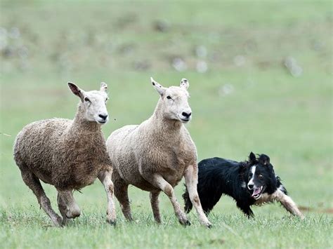 Sheepdog Trials in California | Border collie herding, Cattle dog, Border collie puppies