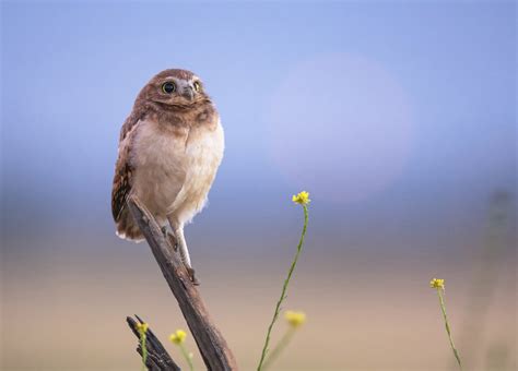 Burrowing Owls Face an Uncertain Future