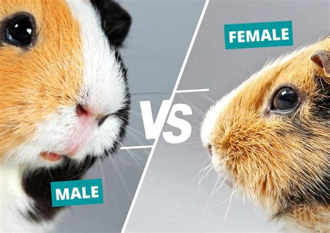 Male vs Female Guinea Pigs: Differences & How to Sex Them | Animallama