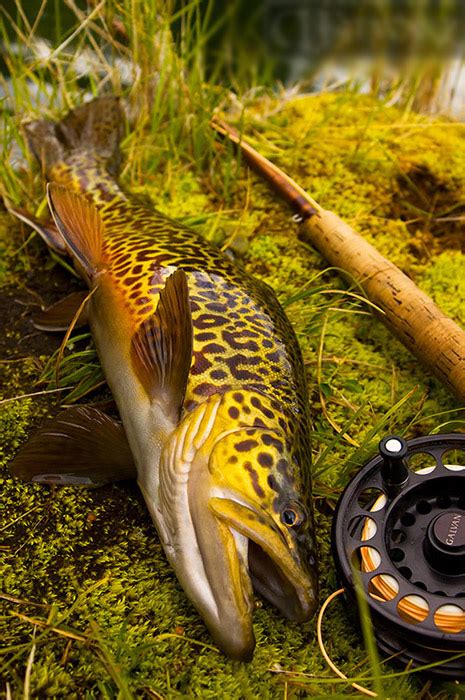 Tiger Trout Fishing Tips: All You Need To Know To Catch Them