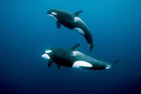 Orca deaths found to be a result of human activity | New Scientist